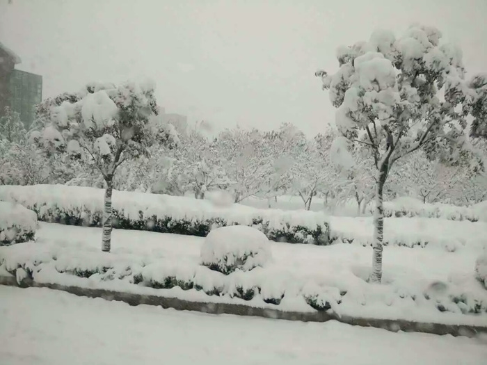 瑞雪兆豐年，踏雪沃爾華