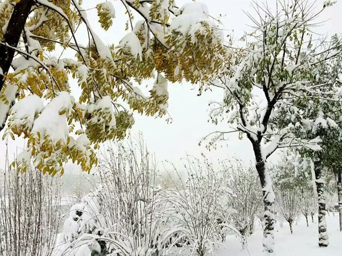 瑞雪兆豐年，踏雪沃爾華